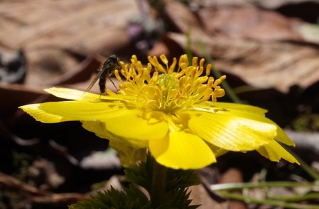 ④上野正純・黄金の花・奈良県天川村