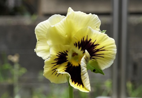 ALP09583
