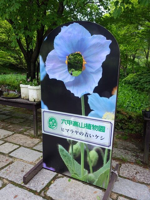 WG3_9516
