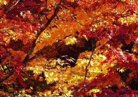 11月