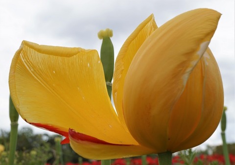 DSC00432