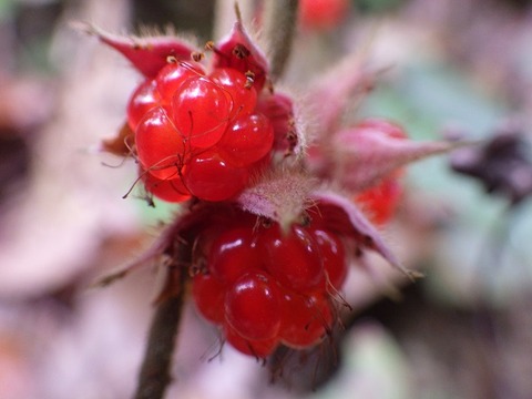 WG3_4025
