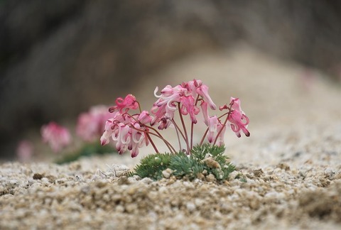 山の駒たち