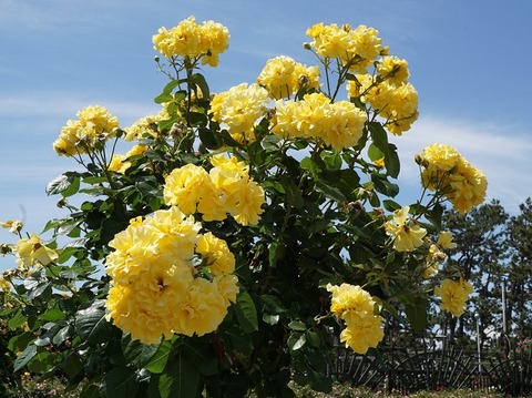 DSC03564