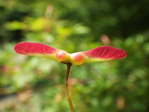 離陸