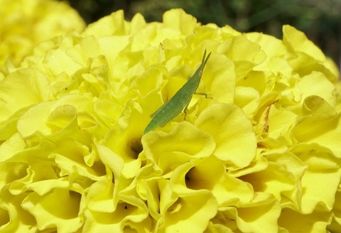 ALP01389