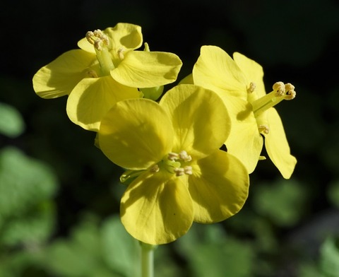 ALP02944