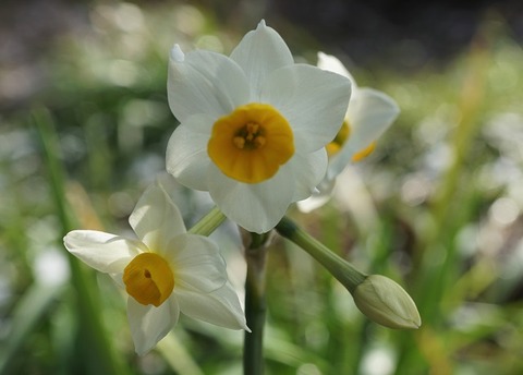 ALP01652