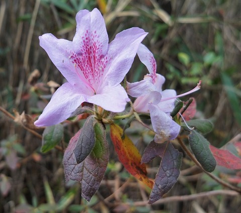 DSC04559