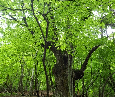 WG3_2506