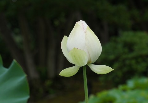 ALP00103