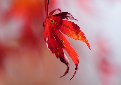 上野②紅揺れて(金剛山)