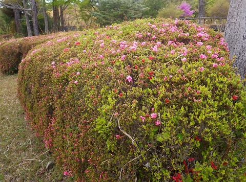WG3_5371