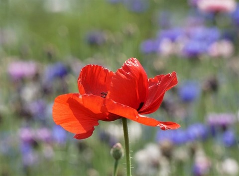 ALP01488