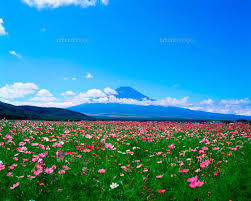 yjimage