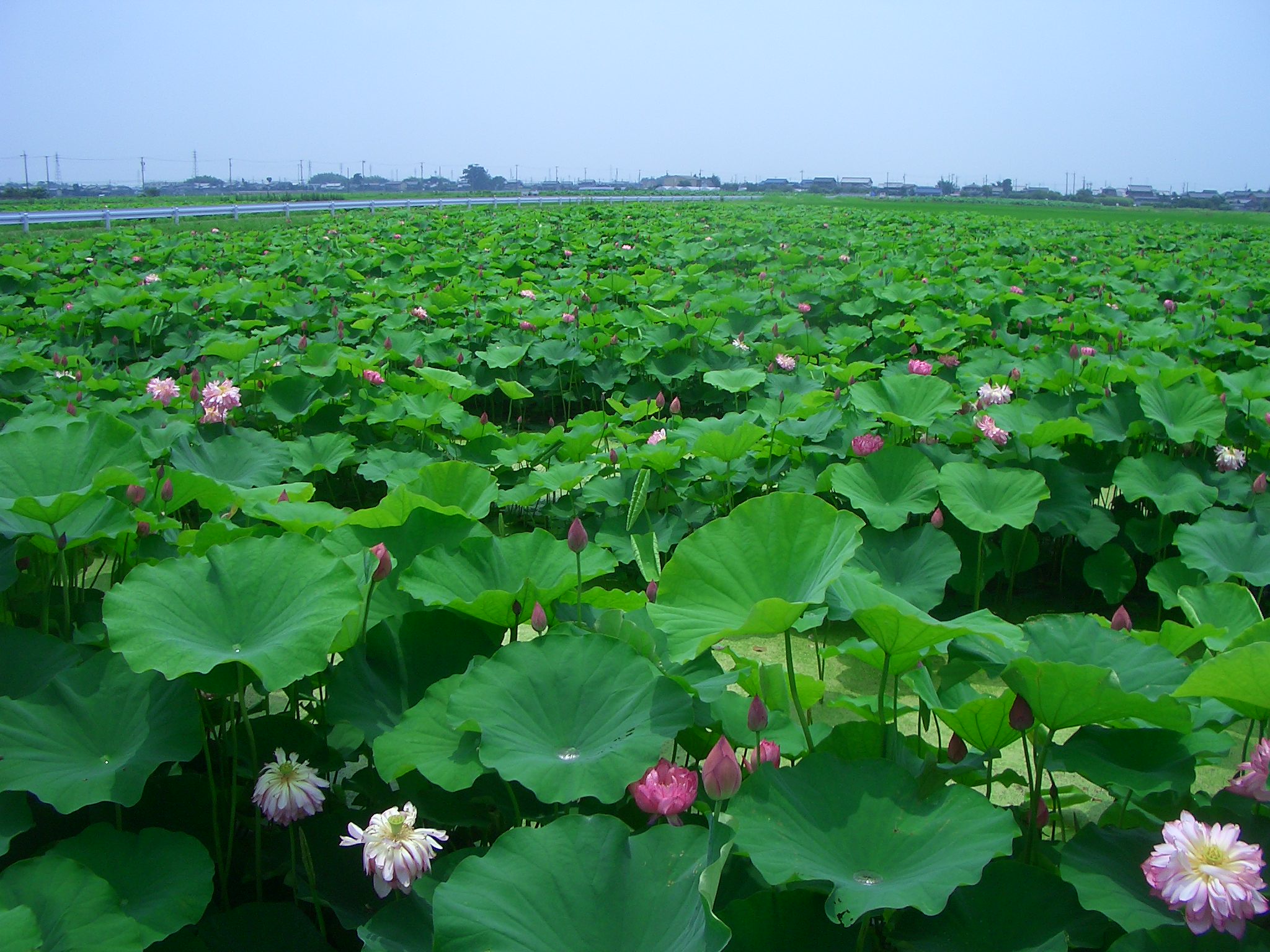 愛西市のレンコン畑 おかあさんへ コロンとともに