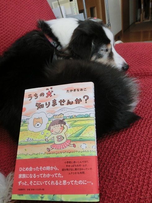 うちの犬 知りませんか コロちゃんと一緒