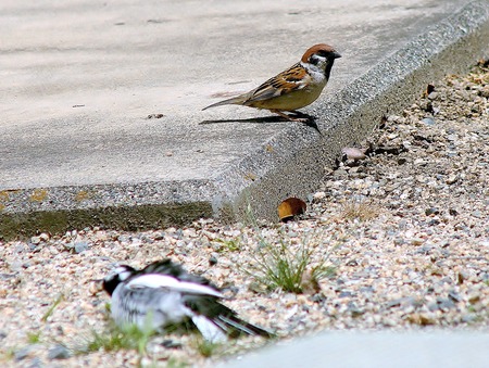 037���ȥ����쥤