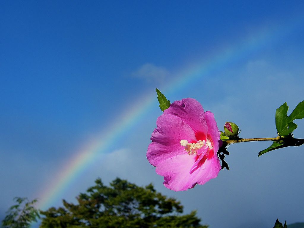 七色の虹と真っ白な雲の架け橋 安曇野の空