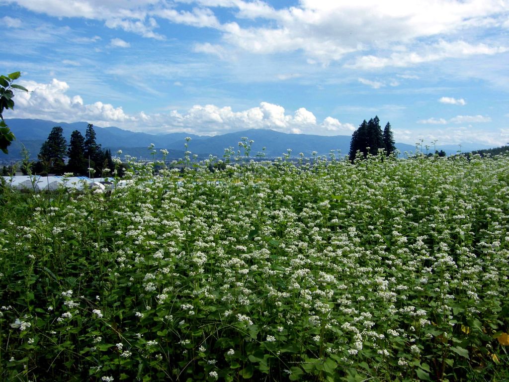 安曇野アルプス公園里山ゾーンと山口家 安曇野の空