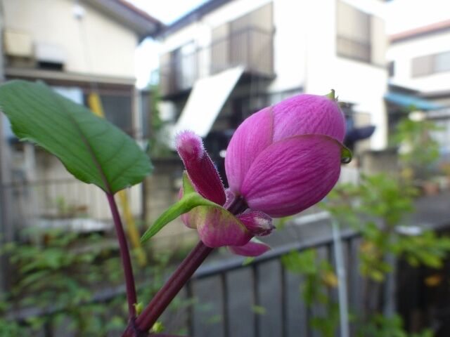 ローズリーフセージの蕾からの観察 バラ 等と ワン達 春夏秋冬の花日記 ローズリーフセージの蕾からの観察 バラ 等と ワン達 春夏秋冬の花日記