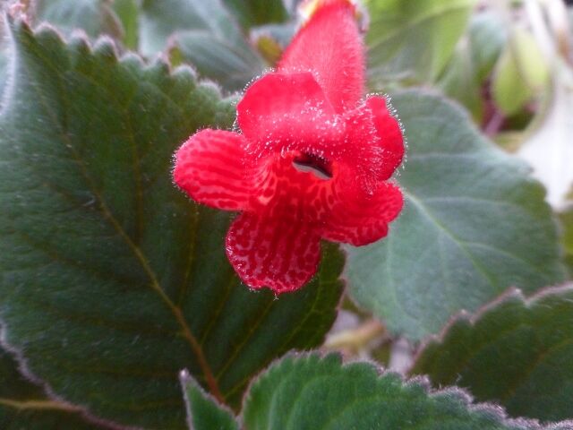 繁殖力が凄いグロキシニア 楽しい菊 ベゴニア と ワン達 春夏秋冬の花日記