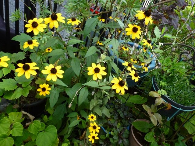 こぼれ種で咲いてるお花達 と 種まきの花 アジアンハイビスカス等 と ワン達 春夏秋冬の花日記