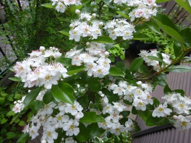 ルビーサンザシ オーニソガラム 道路脇の桐とユウゲショウの花が満開 と ワン達の様子 春夏秋冬の花日記