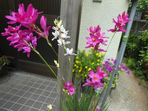 イキシャ5,13