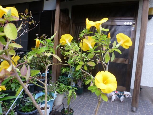 キバナアマが咲き進み鮮やかです ラナンキュラス ラックスの様子 等 と ワン達 春夏秋冬の花日記