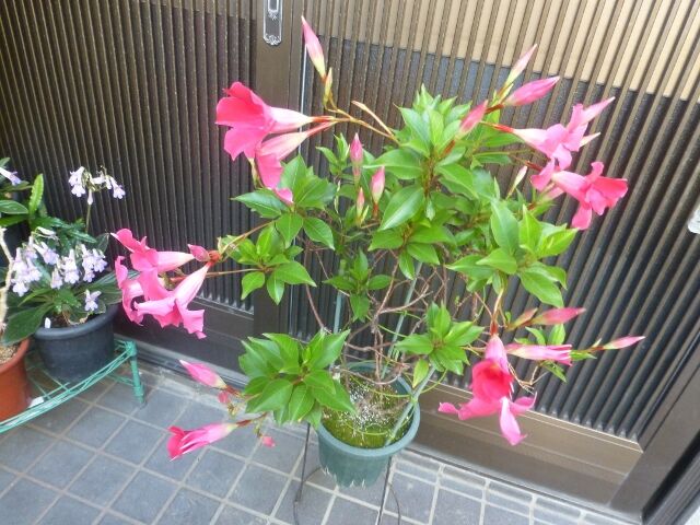 サンパラソル パンドレア ピペリカム ニ種 ナゴラン メカルドニア 等 と ワン達の様子 春夏秋冬の花日記