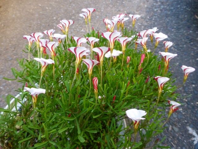 オキザリス パーシーカラー 桃の輝き 等 と ワン達 春夏秋冬の花日記 オキザリス パーシーカラー 桃の輝き 等 と ワン達 春夏秋冬の花日記