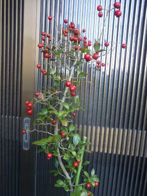 ルビーサンザシの春の開花から実が熟すまでの様子 吉祥草等 と ワン達 春夏秋冬の花日記