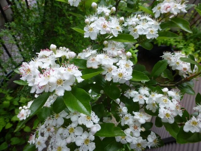 ルビーサンザシの春の開花から実が熟すまでの様子 吉祥草等 と ワン達 春夏秋冬の花日記 ルビーサンザシの春の開花から実が熟すまでの様子 吉祥草等 と ワン達 春夏秋冬の花日記