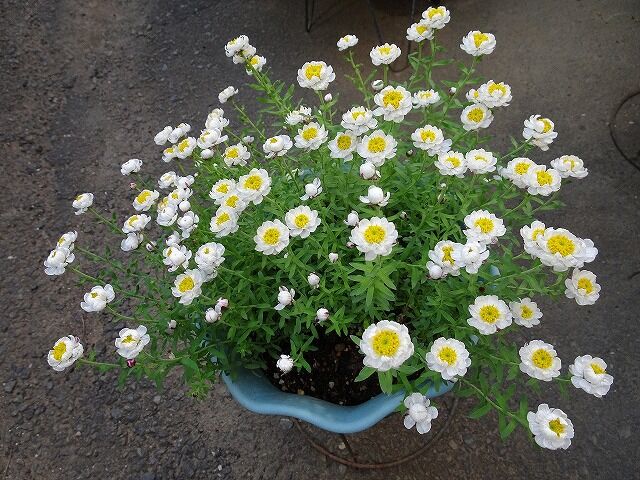 ラナンキュラス ラックスの開花 梨の花も早い開花です と ワン達 春夏秋冬の花日記 ラナンキュラス ラックスの開花 梨の花も早い開花です と ワン達 春夏秋冬の花日記