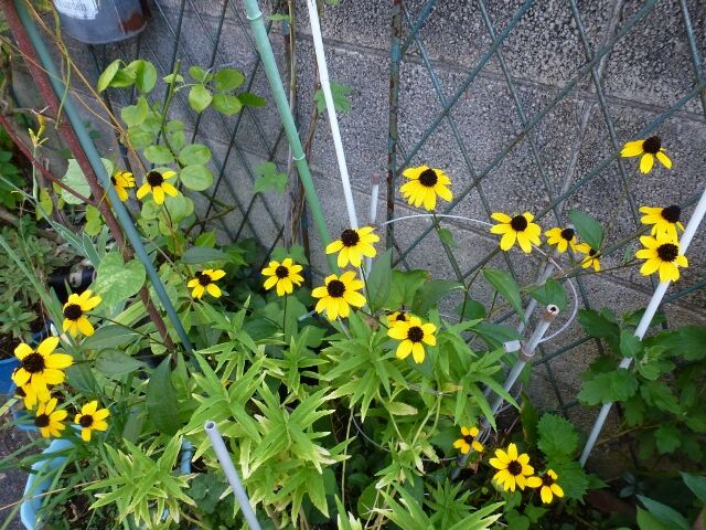 こぼれ種で咲いてるお花達 と 種まきの花 アジアンハイビスカス等 と ワン達 春夏秋冬の花日記
