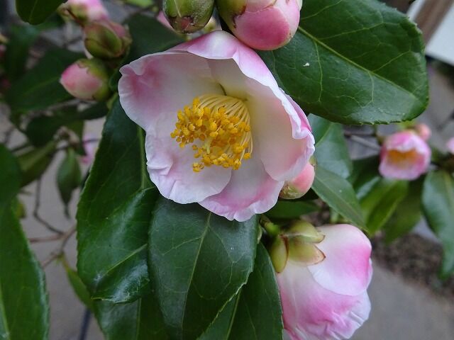 椿 侘助 はまだ満開です 寒そうなハイビスカス と ワン達 春夏秋冬の花日記 椿 侘助 はまだ満開です 寒そうなハイビスカス と ワン達 春夏秋冬の花日記