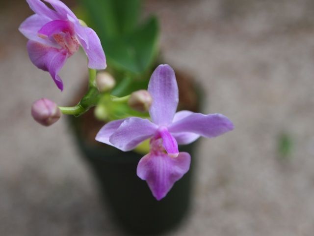 超ミニ胡蝶蘭と香りの胡蝶蘭 ミニアロエ 春夏秋冬の花日記