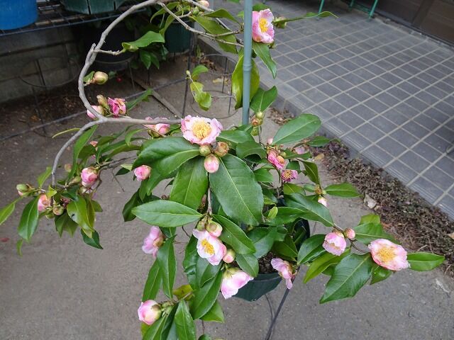 椿 侘助 はまだ満開です 寒そうなハイビスカス と ワン達 春夏秋冬の花日記 椿 侘助 はまだ満開です 寒そうなハイビスカス と ワン達 春夏秋冬の花日記