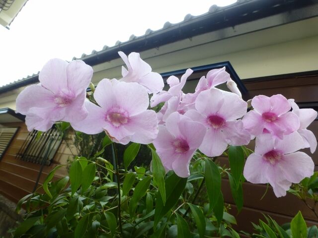 サンパラソル パンドレア ピペリカム ニ種 ナゴラン メカルドニア 等 と ワン達の様子 春夏秋冬の花日記
