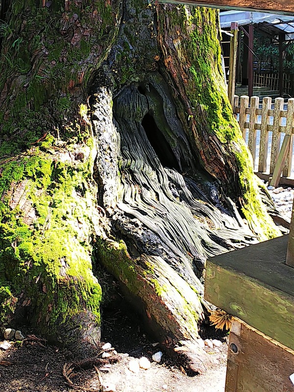 大神神社2020.2.24 (18)