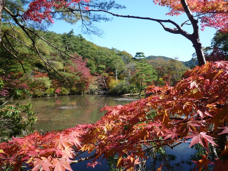 神戸市立森林植物園の紅葉 団塊男その後の人生