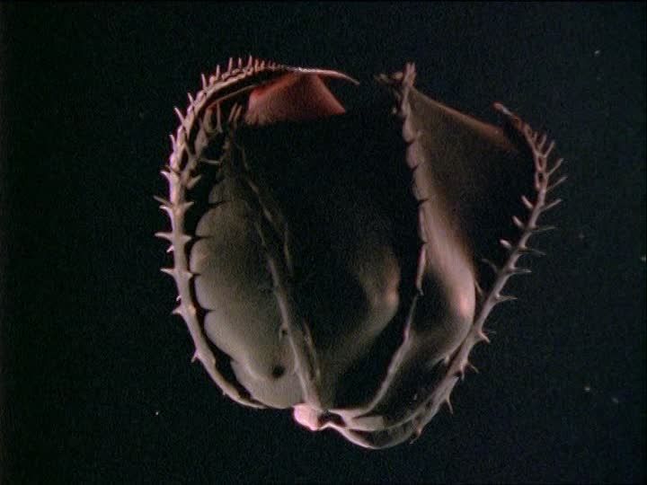 タコと呼ぶのはイカがなものか コウモリダコ いざ神秘の旅へ ねさんの面白生き物紹介ブログ