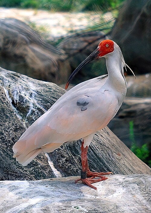 image_a