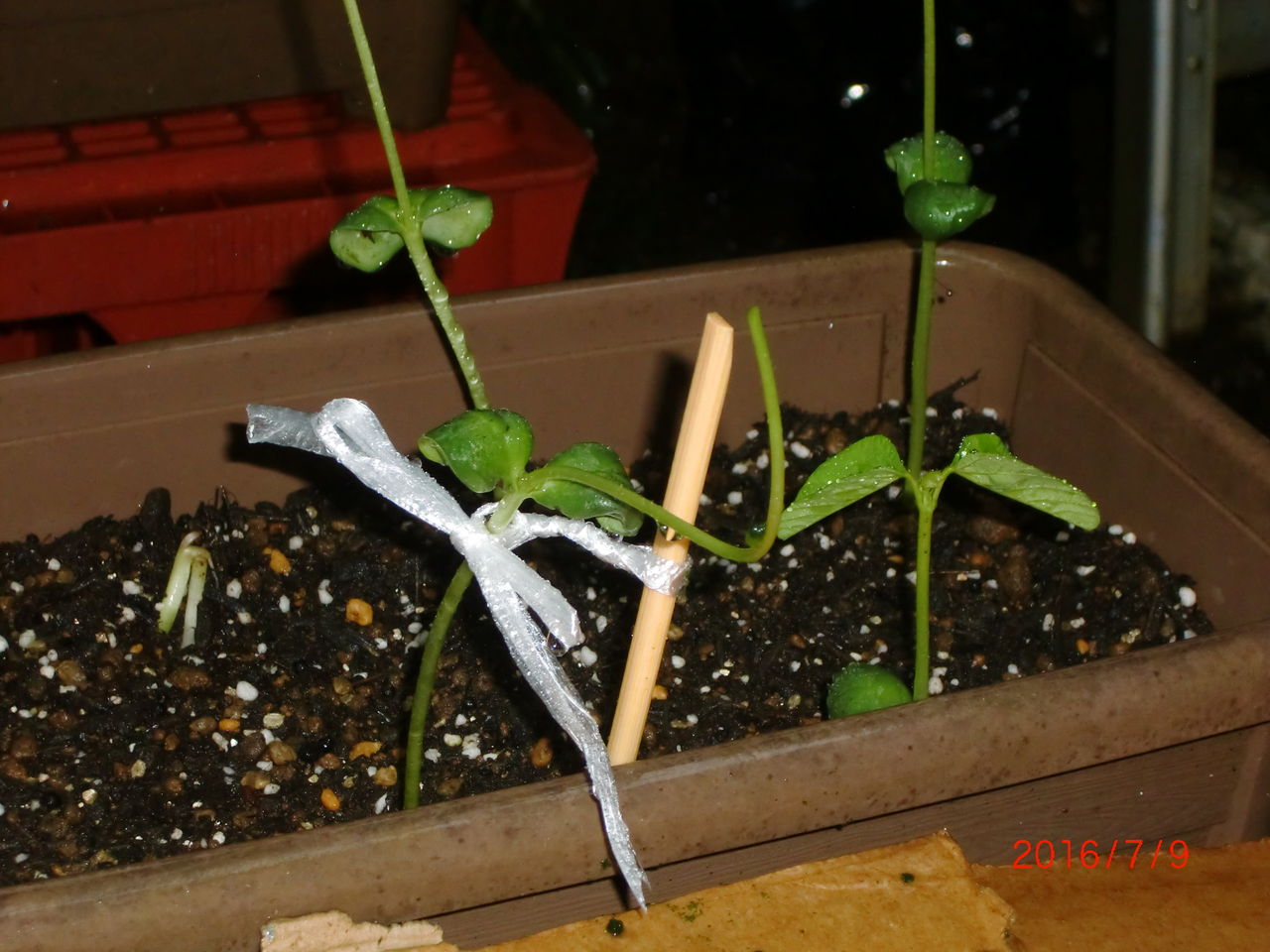 枝豆発芽苗に毛虫がいた 大成功 リタイア後の家庭菜園 枝豆発芽苗に毛虫がいた 大成功 リタイア後の家庭菜園