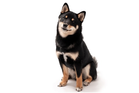 柴犬