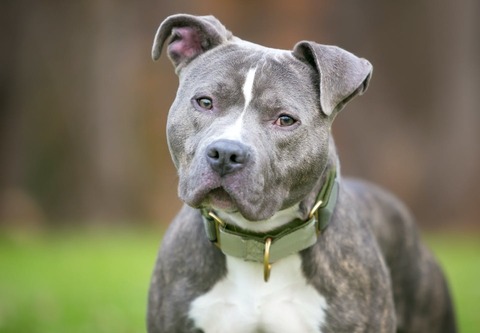 Americanpitbull