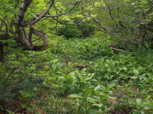 P6020281