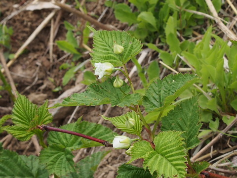 P6070227