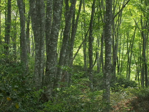 P5260115